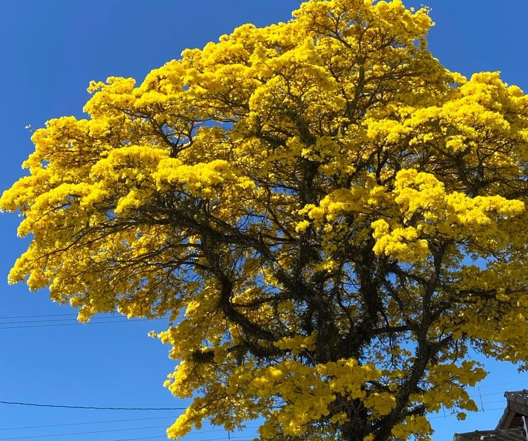 PAUSA: UM MOMENTO PARA UMA RESPIRAÇÃO MAIOR.