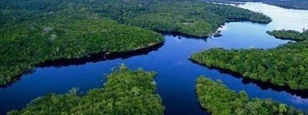 O CHÃO VERDE DAS VÁRZEAS AMAZÔNICAS.