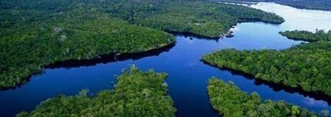 O CHÃO VERDE DAS VÁRZEAS AMAZÔNICAS.