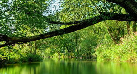 SANTO AFONSO NO JARDIM DE DEUS: AMAZONAS