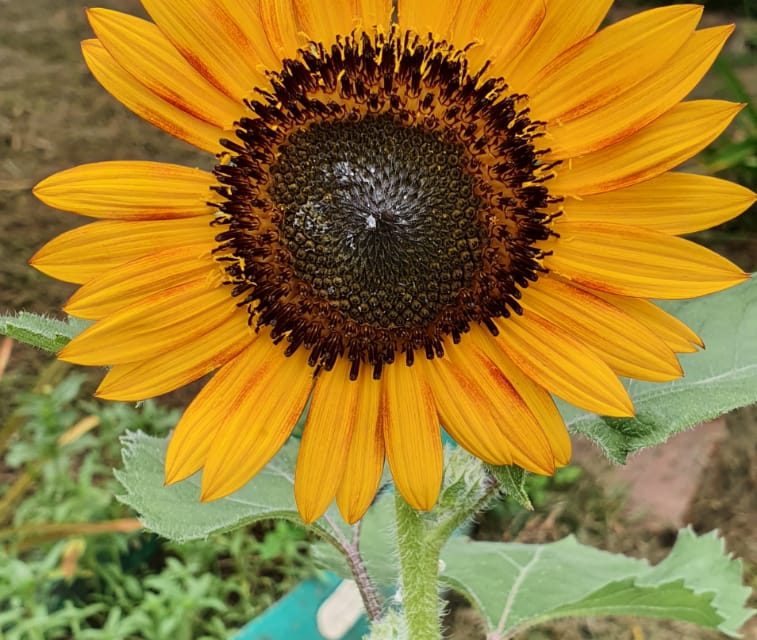 A VIDA GIRA, O ANO VIRA E O GIRASSOL FLORESCE. POR NELSON PEIXOTO.