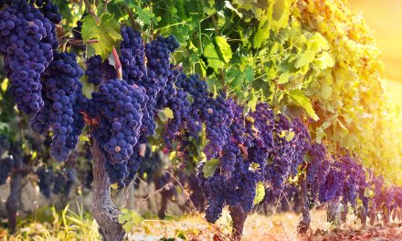 A COLUNDA DO VINHO E DAS CRÔNICAS DO THOZZI.