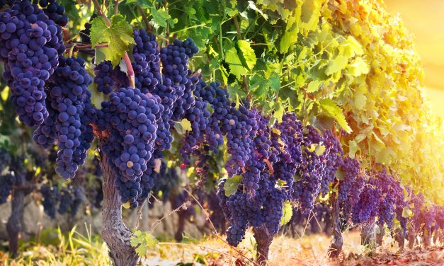 O TÚNEL DO CARPO E O MALBEC ARGENTINO, POR ANTÔNIO THOZZI.