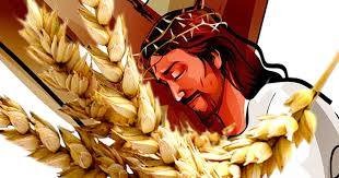 O grão de trigo (Chico Machado)