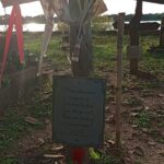 Obediência desobediente (Chico Machado)